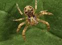 Xysticus_cristatus_D8183_Z_88_Bij afgraving_Nederland